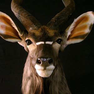 Nyala Ram Shoulder Mount Taxidermy