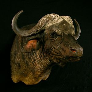 Taxidermy Shoulder Mount Buffalo With Attitude