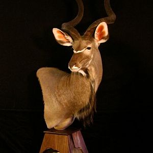 Big Kudu Taxidermy Mount