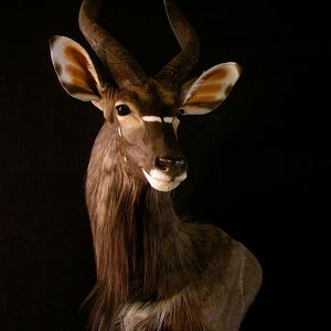 Nyala Shoulder Mount Taxidermy