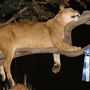 Sleeping Lioness Full Mount Taxidermy Scene