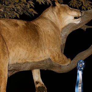 Sleeping Lioness Full Mount Taxidermy Scene