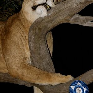 Sleeping Lioness Full Mount Taxidermy Scene