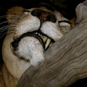 Sleeping Lioness Full Mount Taxidermy Scene