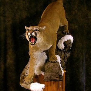 Mountain Lion Full Mount Taxidermy