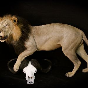 Old Mozambique Lion For Tim Herald Magnum TV Taxidermy