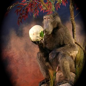 The Darwin Thinking Baboon