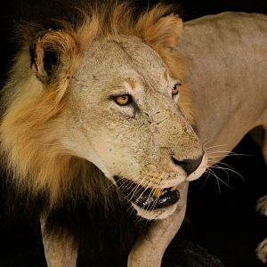 Old Mozambique Lion For Tim Herald Magnum TV Taxidermy