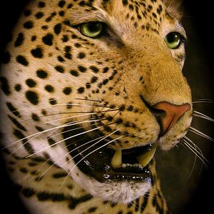 Leopard Taxidermy