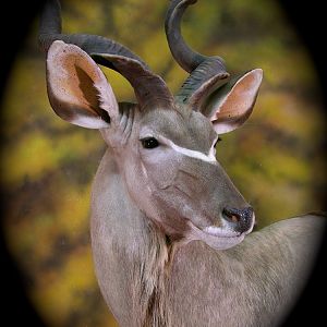 Kudu Taxidermy