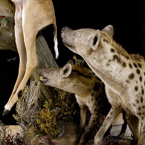 Leopard & Impala Full Mount Taxidermy