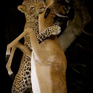 Leopard & Impala Full Mount Taxidermy