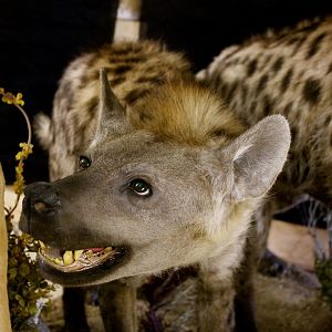 Leopard & Impala Full Mount Taxidermy