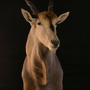 Eland Taxidermy