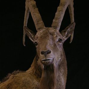 Mid Asian Ibex Kyrgyzstan Taxidermy Full Mount