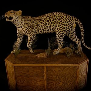 Full Mount Taxidermy Leopard
