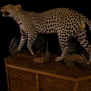 Full Mount Taxidermy Leopard