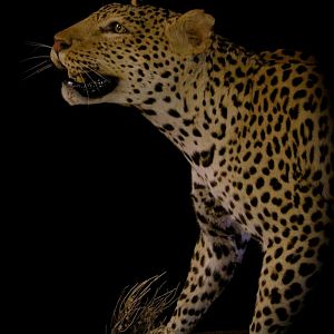 Full Mount Taxidermy Leopard