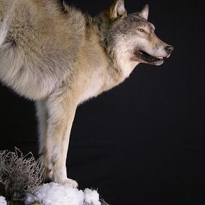 Full Mount Big Wolf Taxidermy