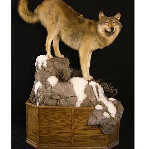 Full Mount Big Wolf Taxidermy