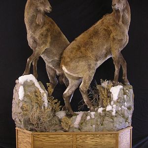 Full Mount Mid Asian Ibex Taxidermy