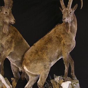 Full Mount Mid Asian Ibex Taxidermy