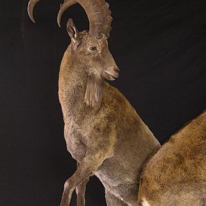 Full Mount Mid Asian Ibex Taxidermy