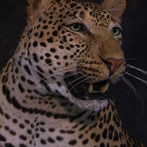 Leopard Taxidermy