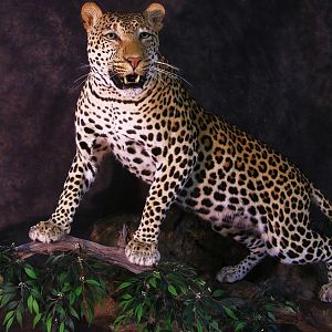 Leopard Taxidermy