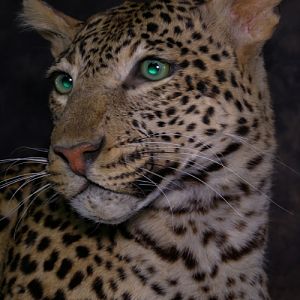 Taxidermy Young Leopard