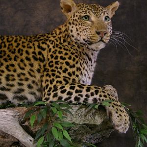 Taxidermy Young Leopard