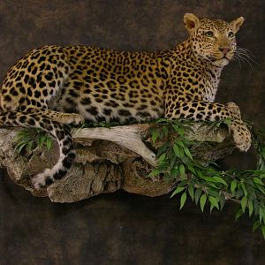 Taxidermy Young Leopard