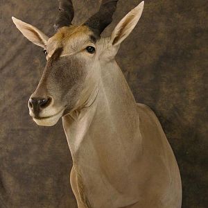 Taxidermy Eland Mount