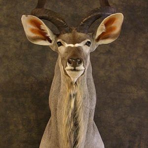 Taxidermy Kudu