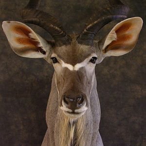 Taxidermy Kudu