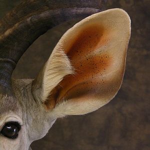 Taxidermy Kudu