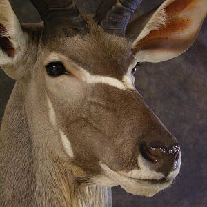 Taxidermy Kudu