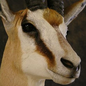 Taxidermy Springbok