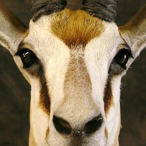 Taxidermy Springbok