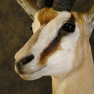 Taxidermy Springbok