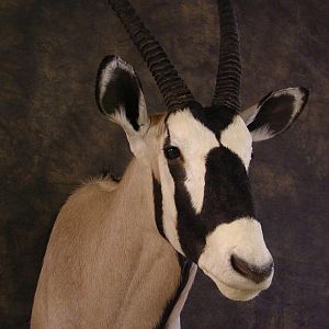 Taxidermy Gemsbok