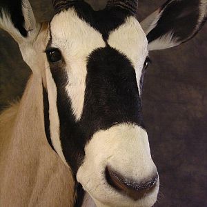 Taxidermy Gemsbok