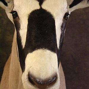 Taxidermy Gemsbok