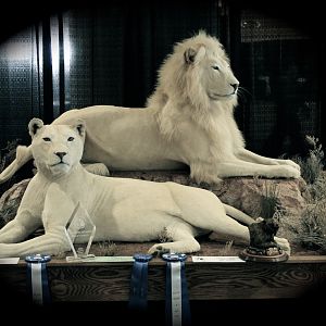 White Lion Full Mount Taxidermy