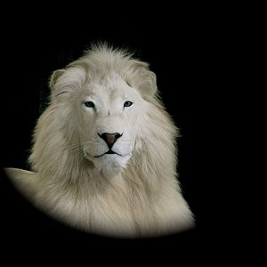 White Lion Full Mount Taxidermy