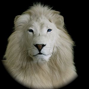 White Lion Full Mount Taxidermy