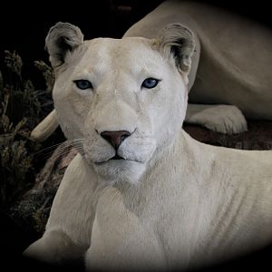 White Lion Full Mount Taxidermy