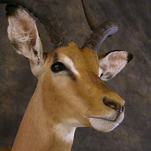 Taxidermy Impala