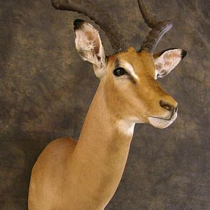 Taxidermy Impala