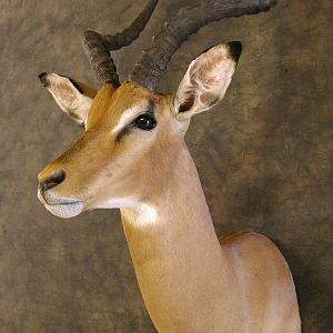 Taxidermy Impala